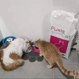 Croquettes pour chients et chats